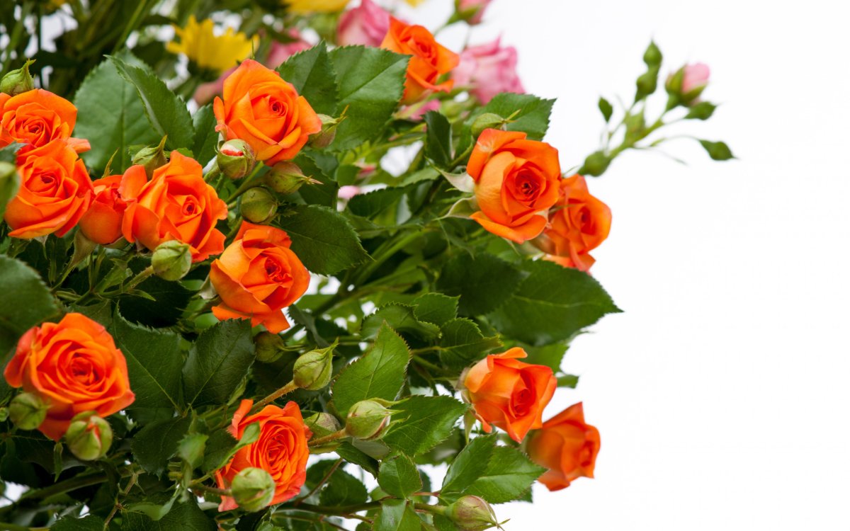 Роза кустовая Golden Blossoms