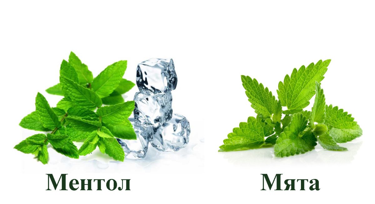 Комнатная мята Мелисса