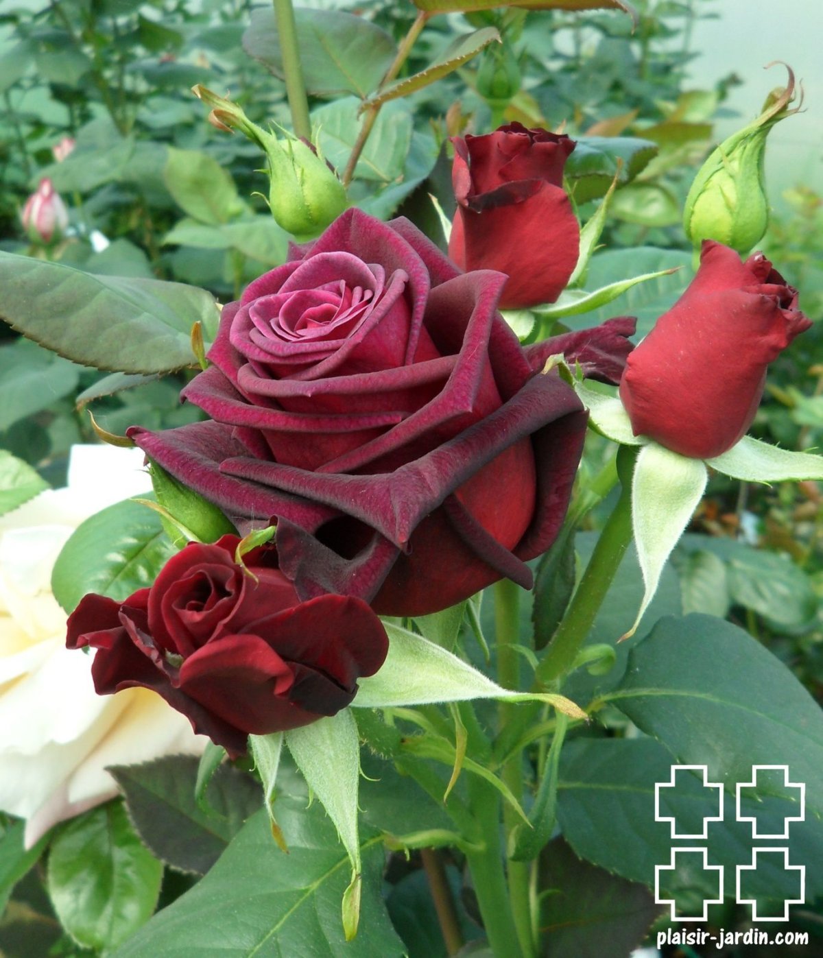 Духи Maison Francis Kurkdjian Rose