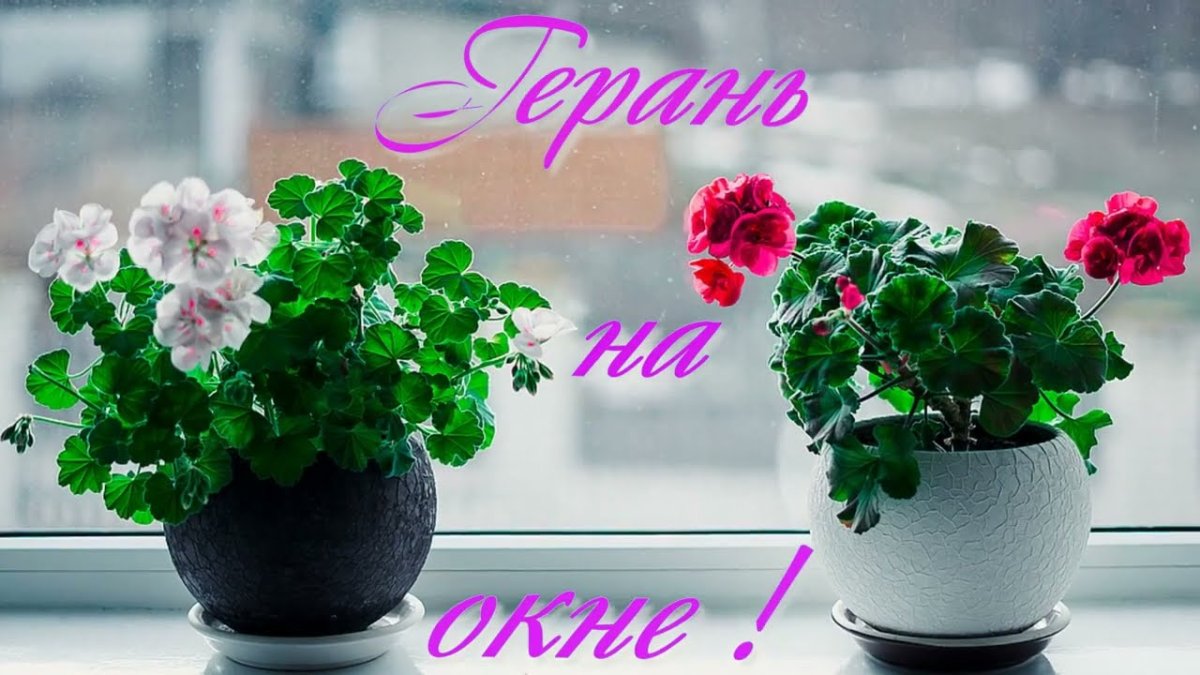 Фиалка и герань