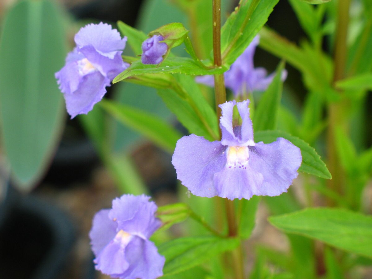 Mimulus Blue