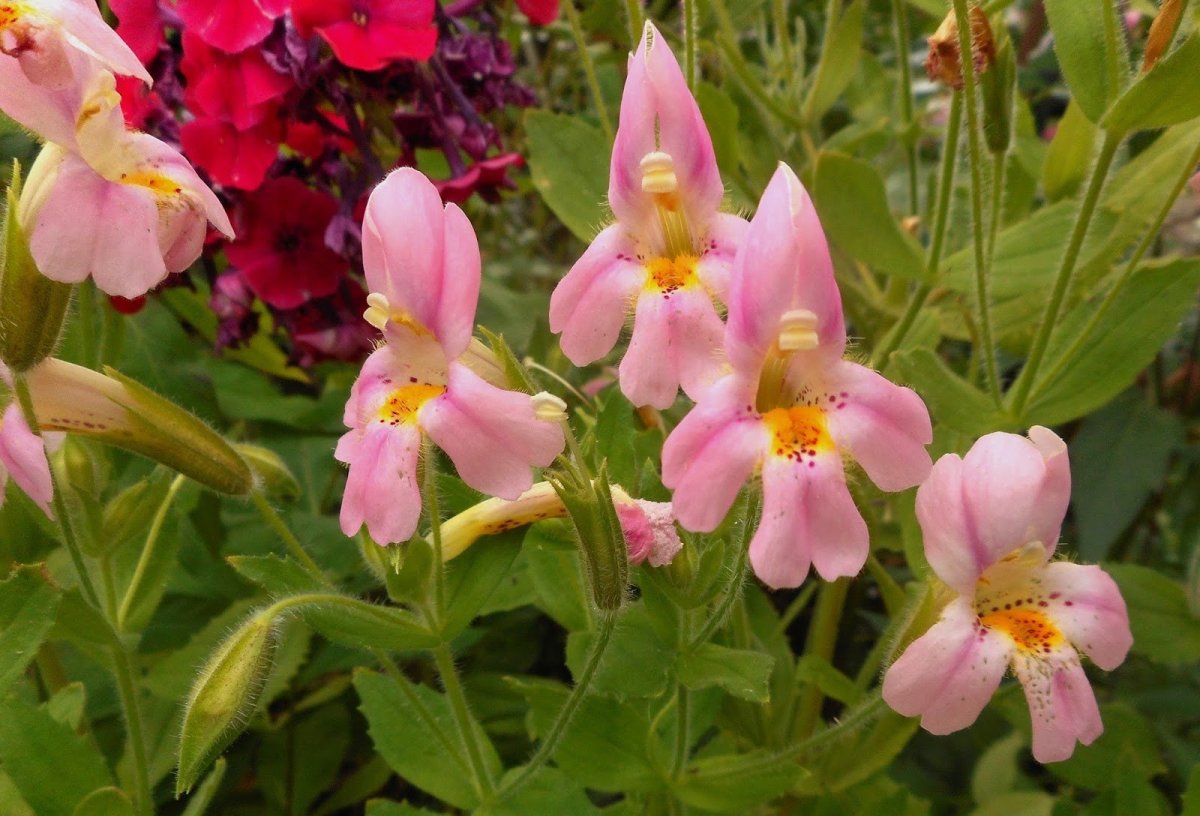 Разинутый мимулюс Mimulus ringens