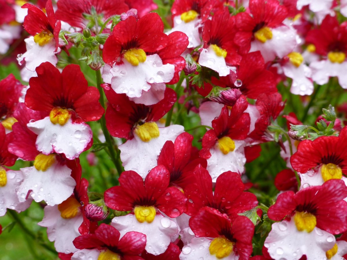 Mimulus puniceus
