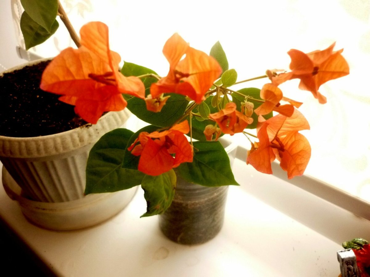 Фуксия гибридная Fuchsia hybrida
