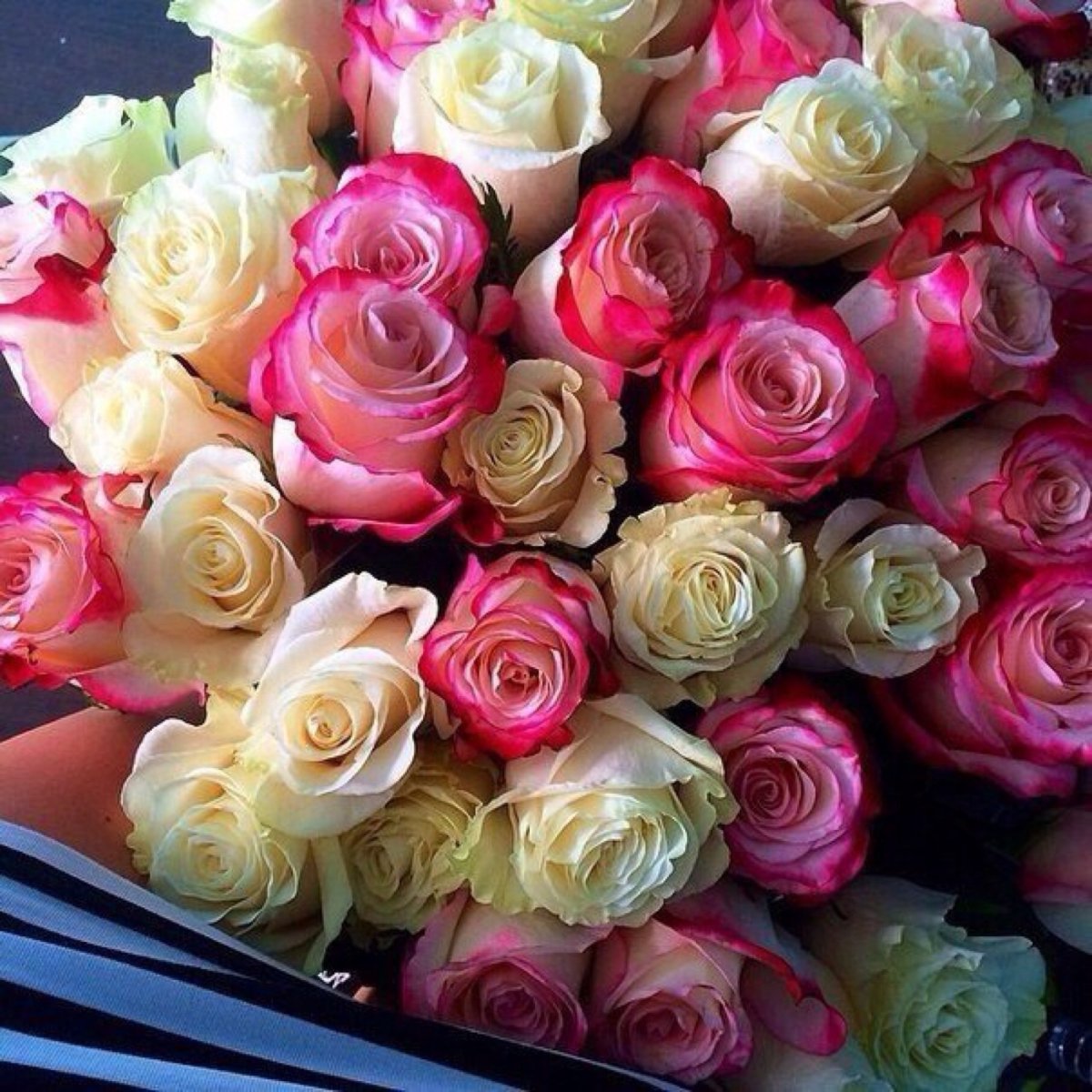 Цветы розовые розы
