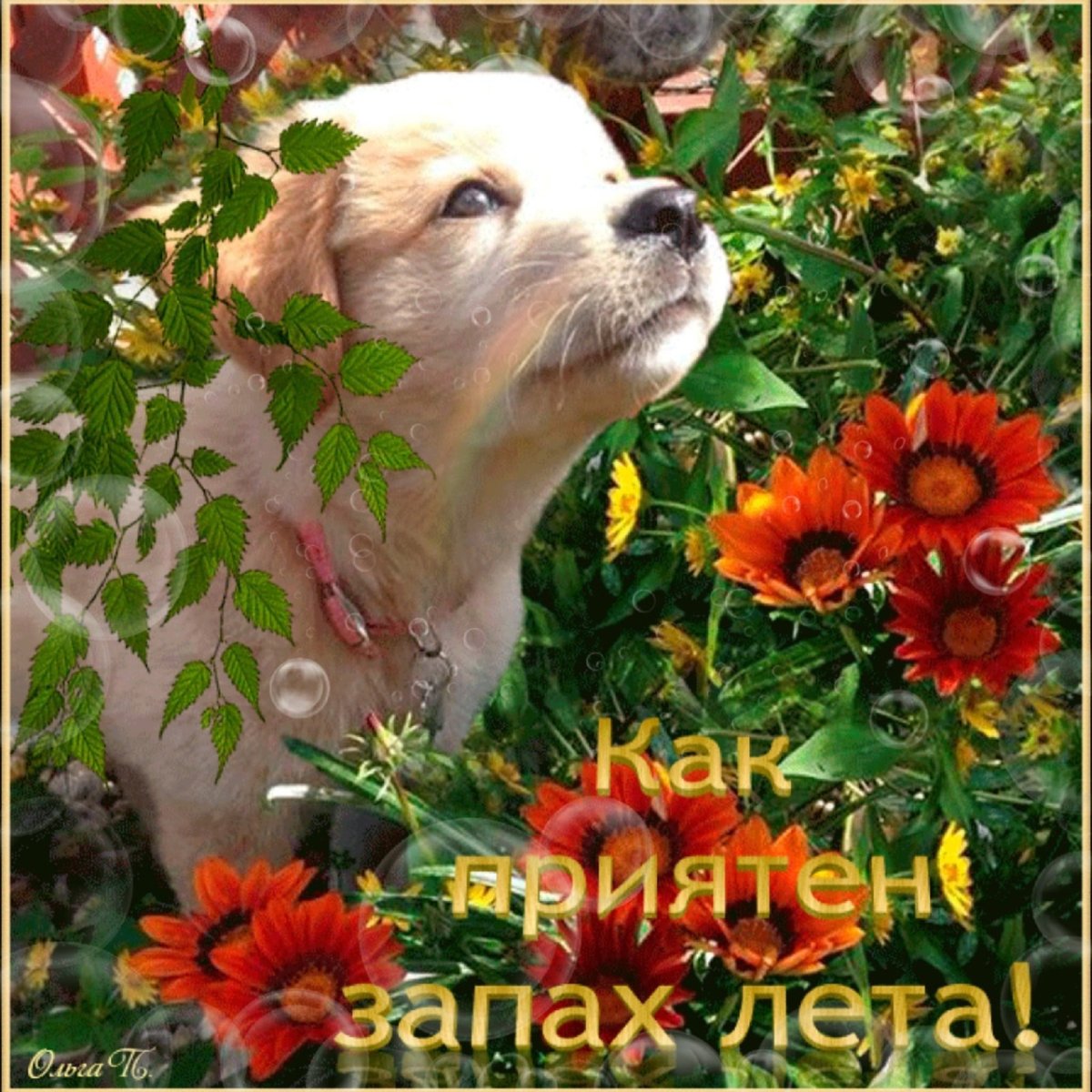 Красивые розовые вагины