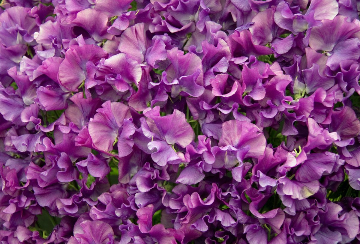 Sweet Pea цветок