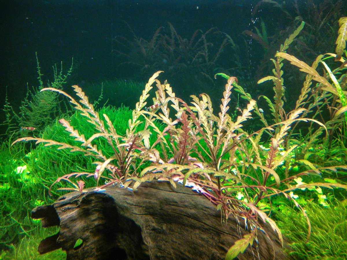 Hygrophila corymbosa