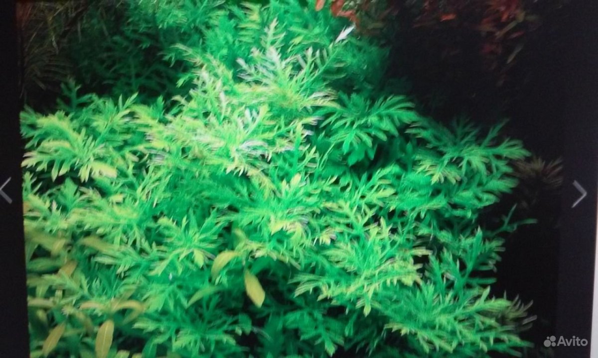 Гигрофила Сиамская (Hygrophila corymbosa "Siamensis")