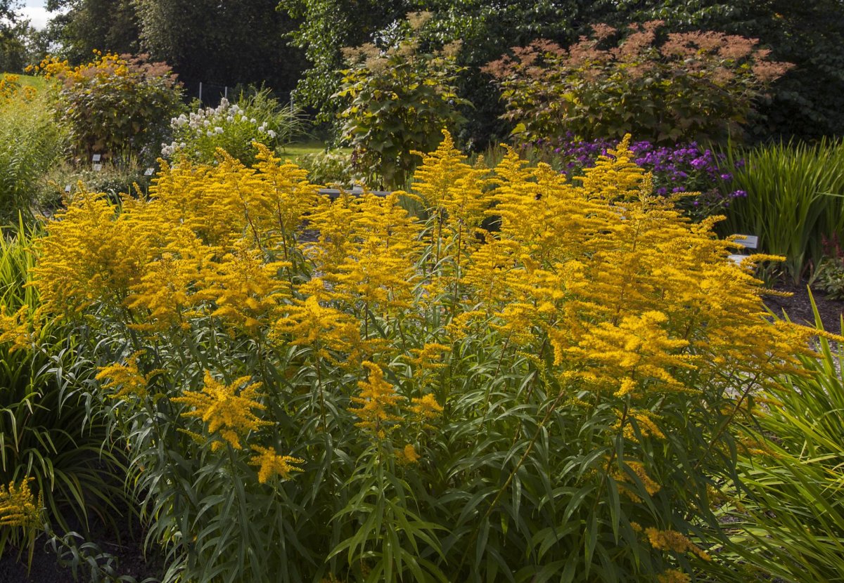 Золотарник "Hiddigeigei" (Solidago)