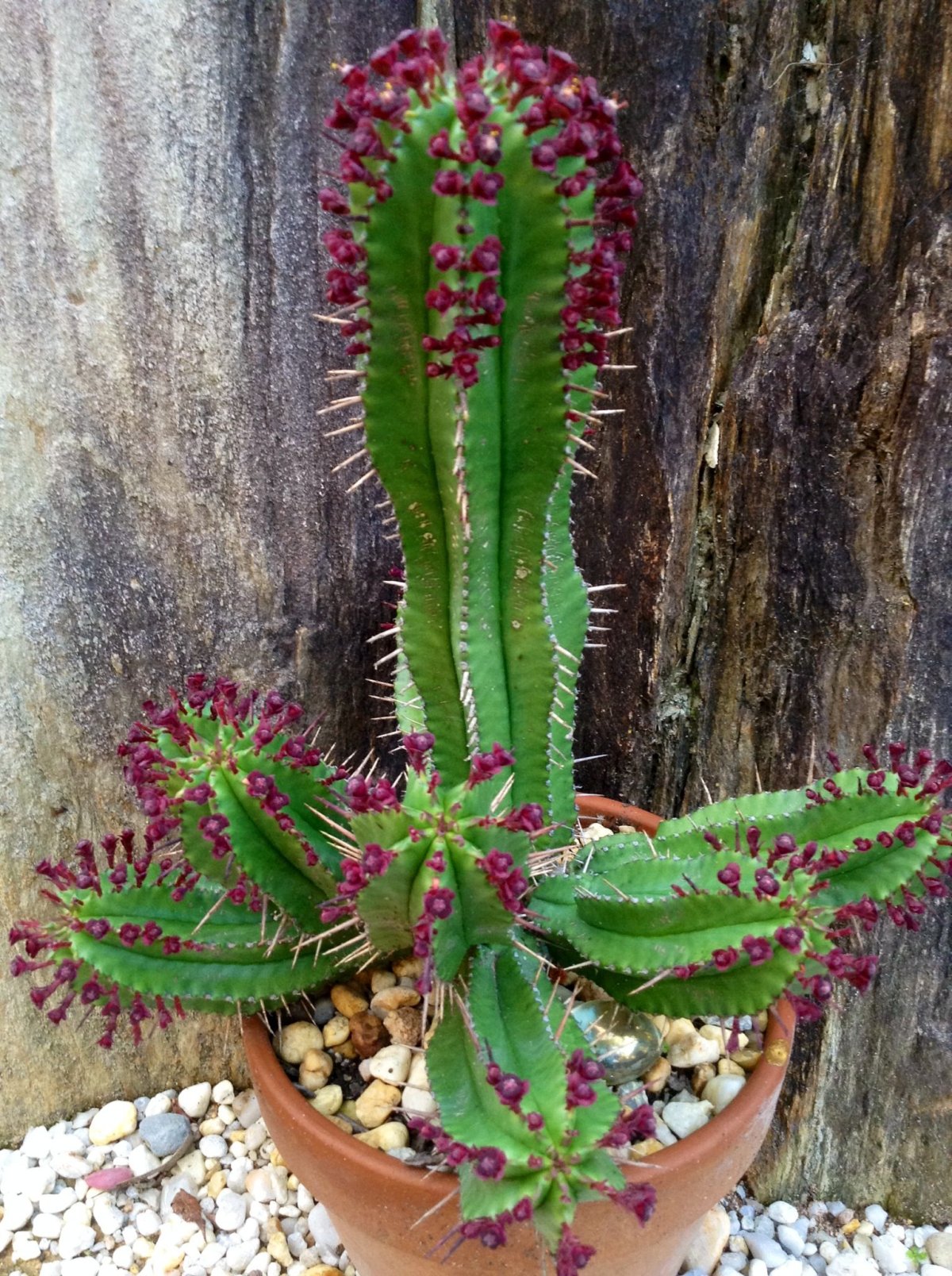 Молочай Euphorbia seguieriana