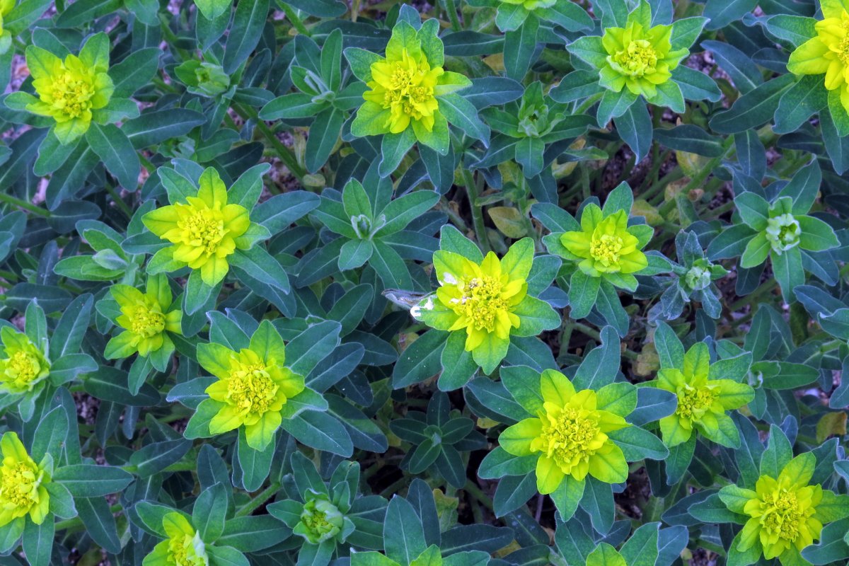 Пуансеттия Euphorbia pulcherrima