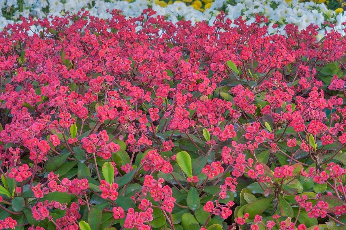 Молоча́й смолоно́сный (Euphorbia resinifera)