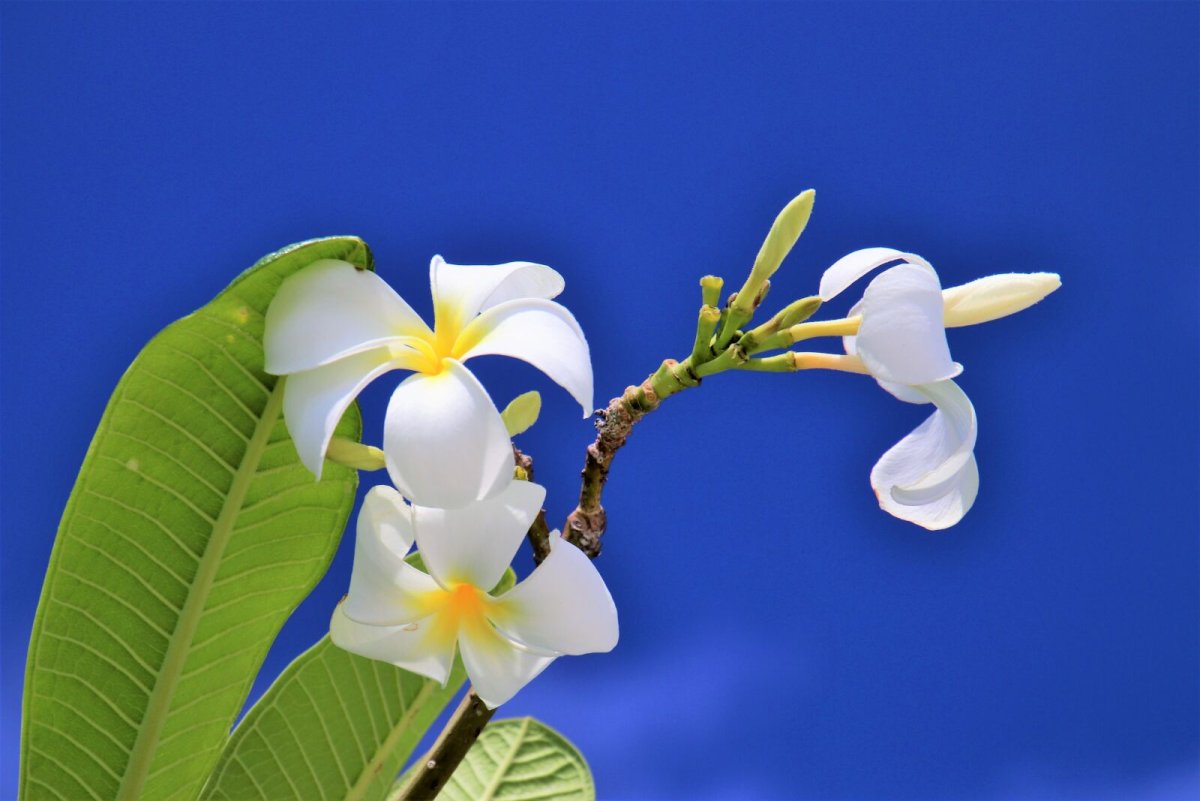 Plumeria Maldives цветок