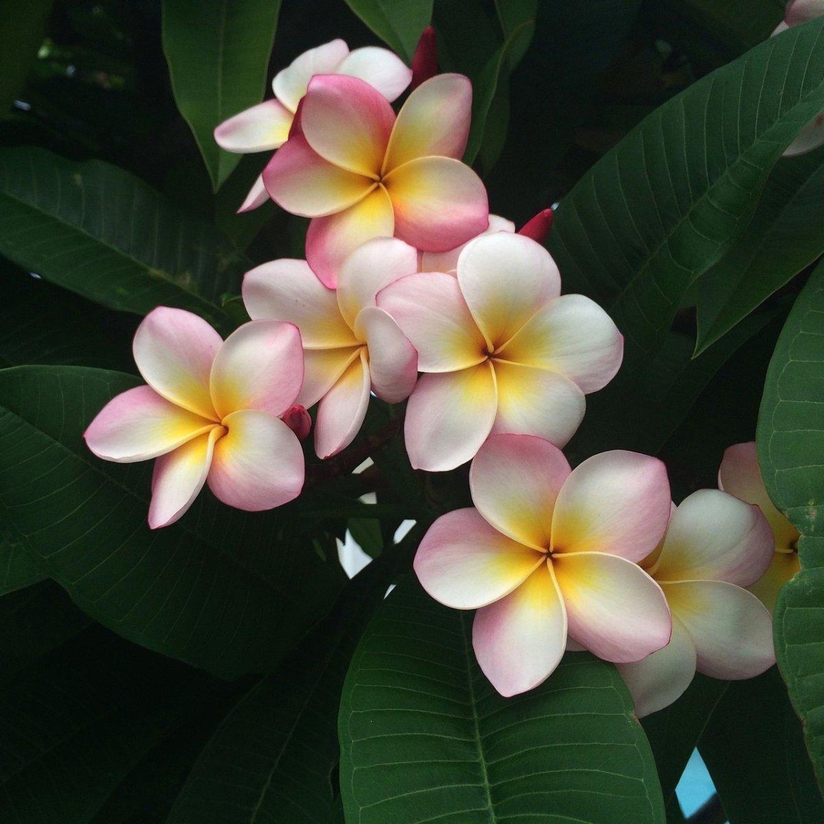 Плюмерия - Plumeria d17 h100
