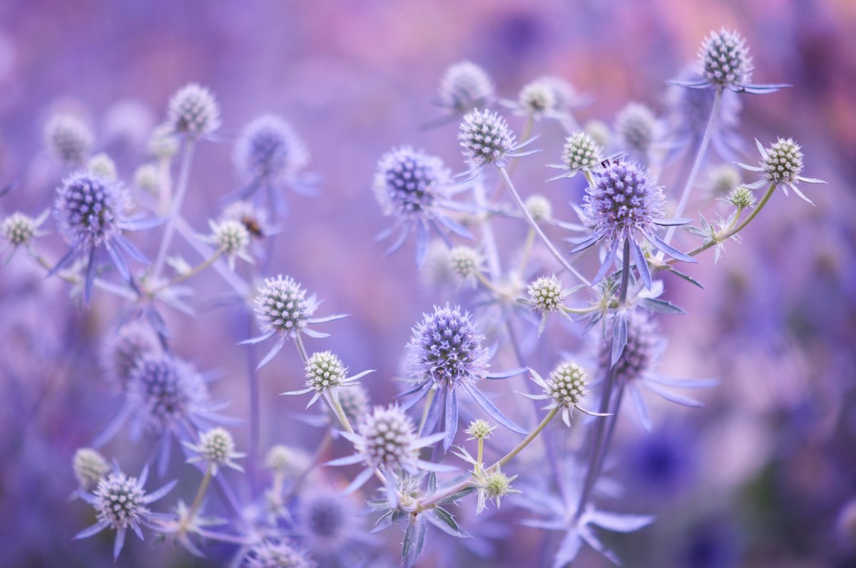 Луговые цветы фиолетовые