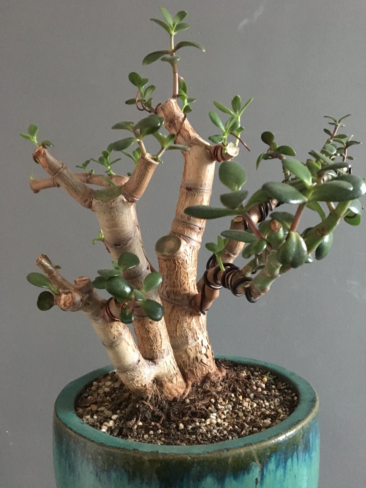 Крассула древовидная (Crassula arborescens)