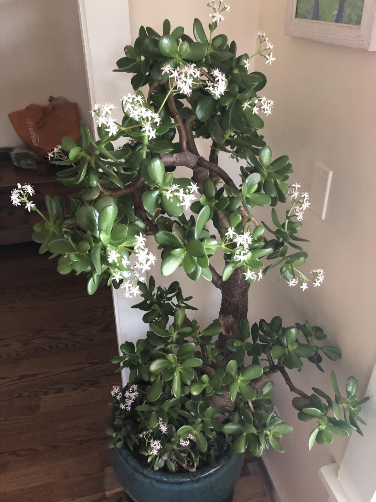 Крассула ovata Magical Tree