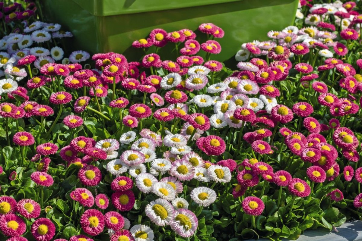 Bellis perennis Speedstar