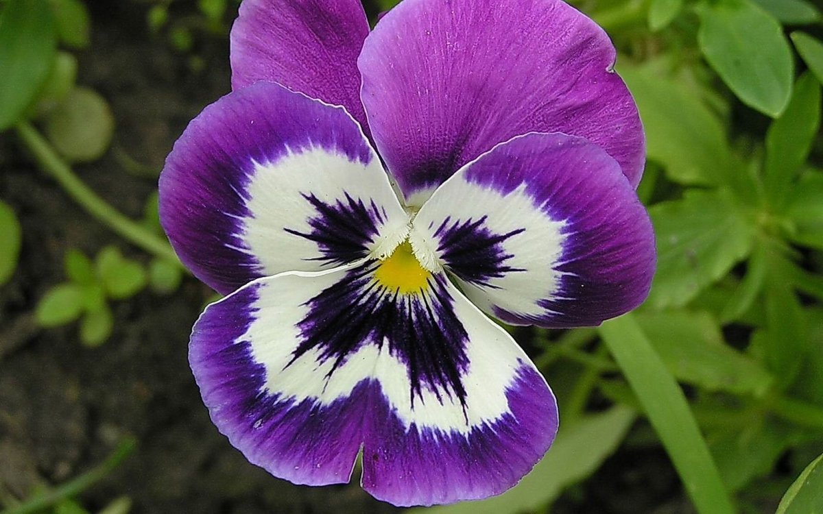 Анютины глазки