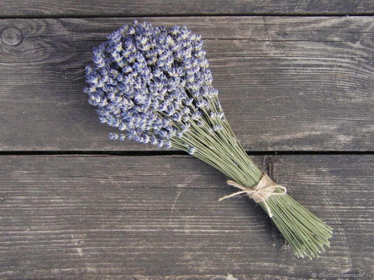 Лаванда (Lavandula) Эстетика