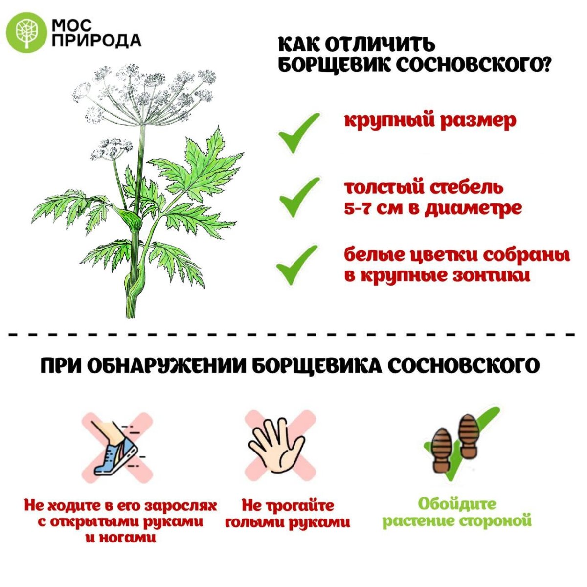 Борщевик ядовитые части