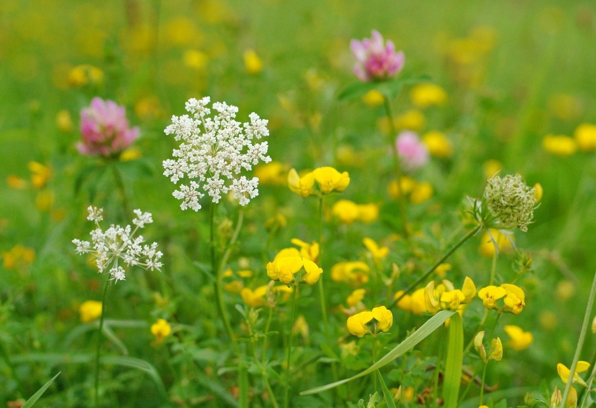 Квіти кашка – вибір та догляд за рослинами в Україні
