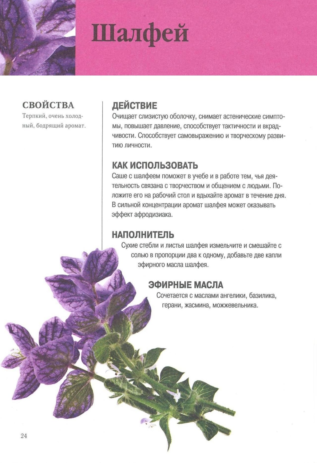 Шалфей целебные свойства растения
