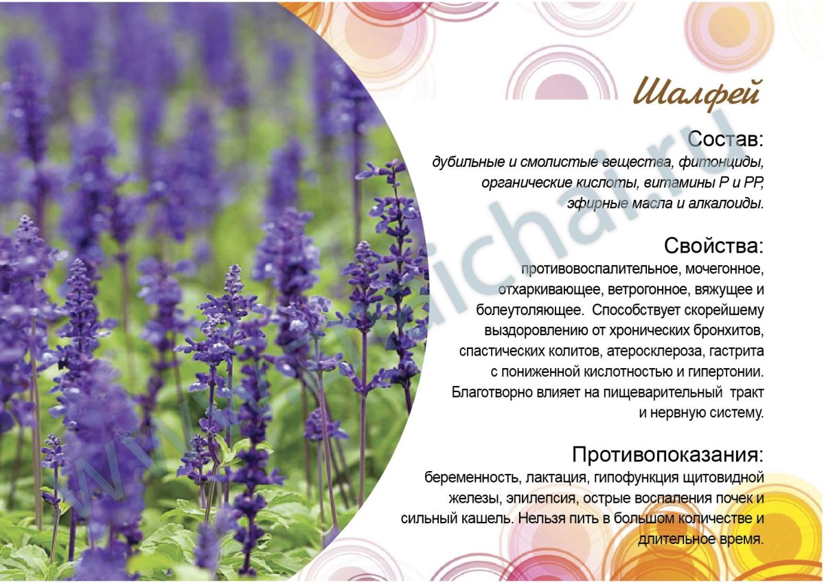 Шалфей Salvia nemorosa Night field