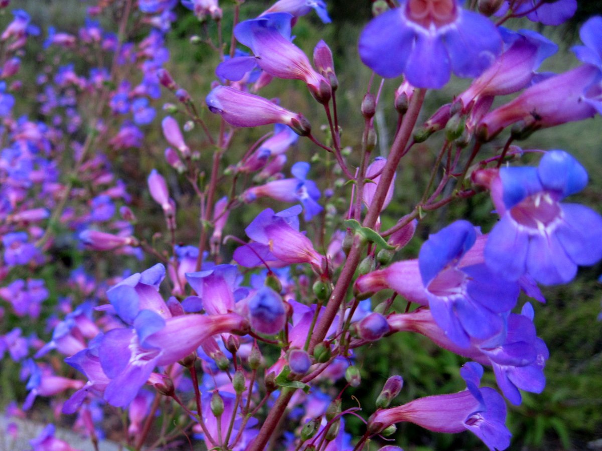Пенстемон Penstemon Pensham Laura