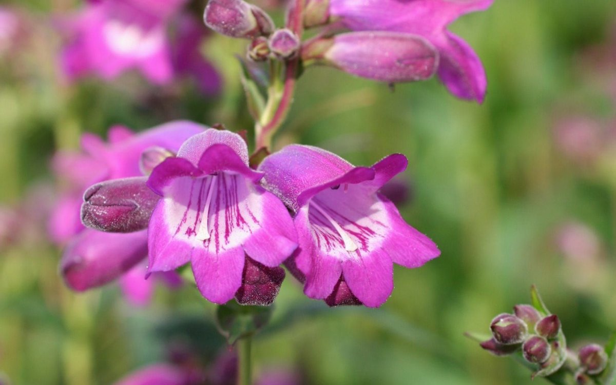 Пенстемон Penstemon procerus