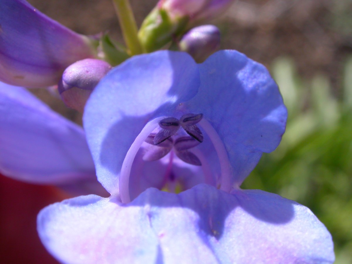 Пенстемон Коба (Penstemon Cobaea)