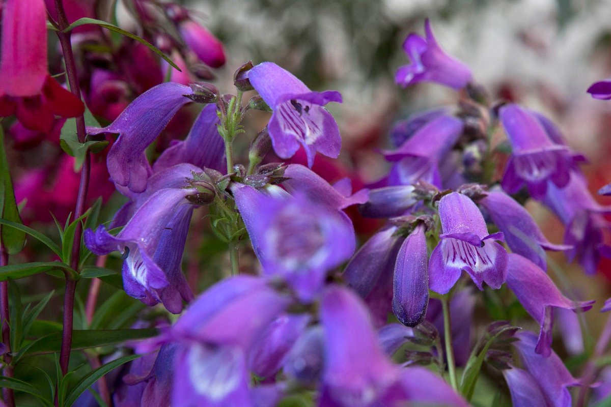 Penstemon Foxglove