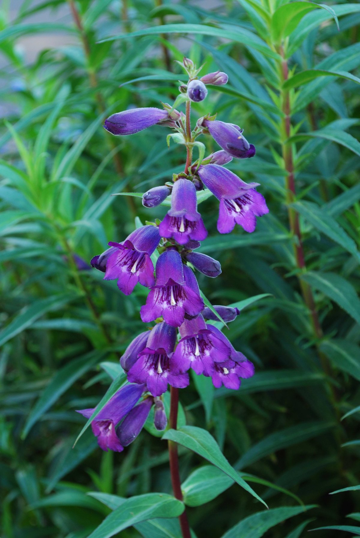 Penstemon Azureus