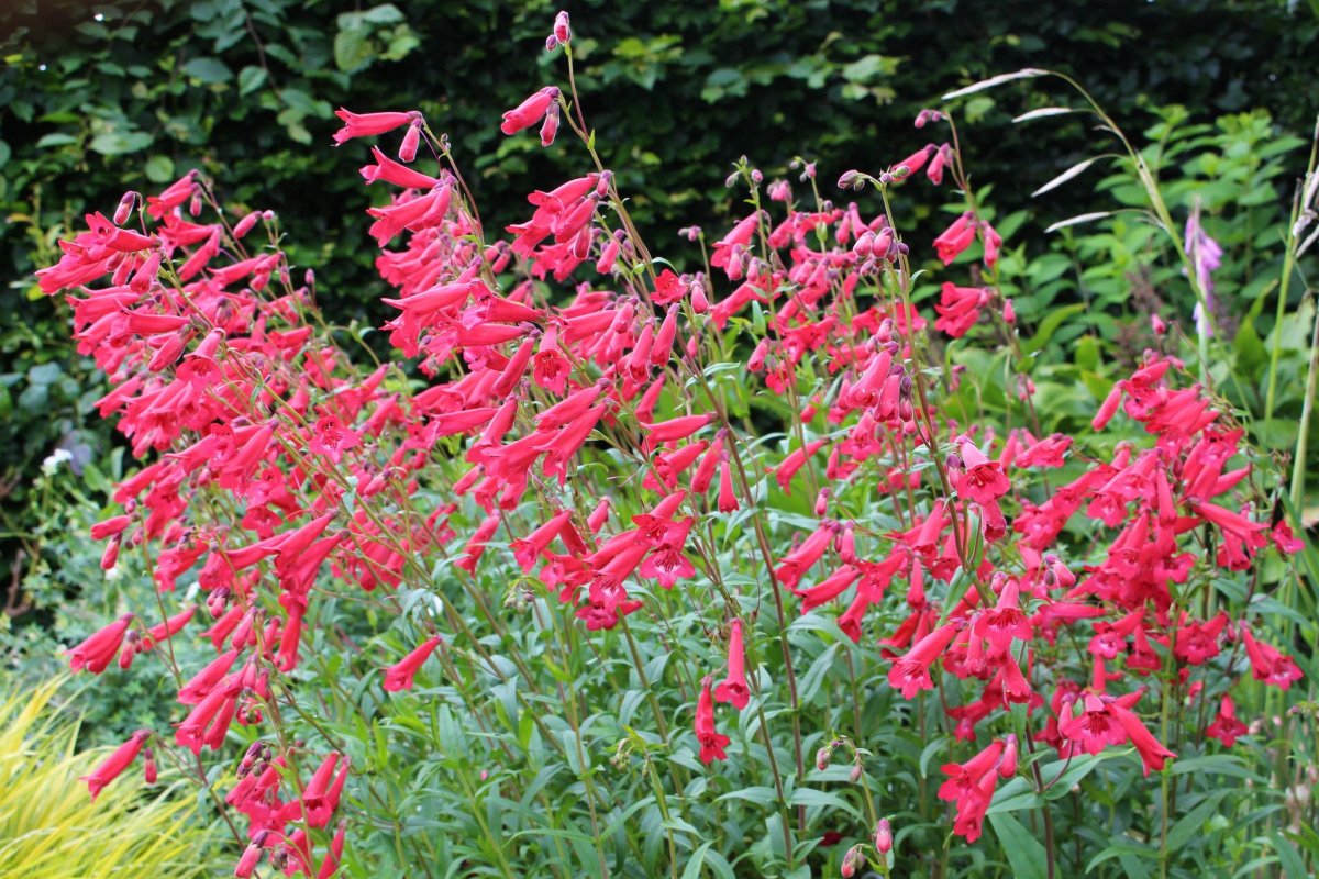 Пенстемон Harlequin Red