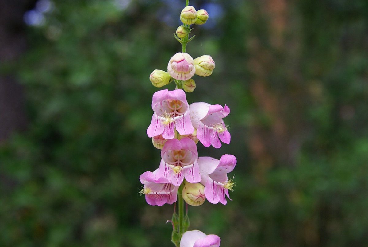 Smalls Beardtongue Flower