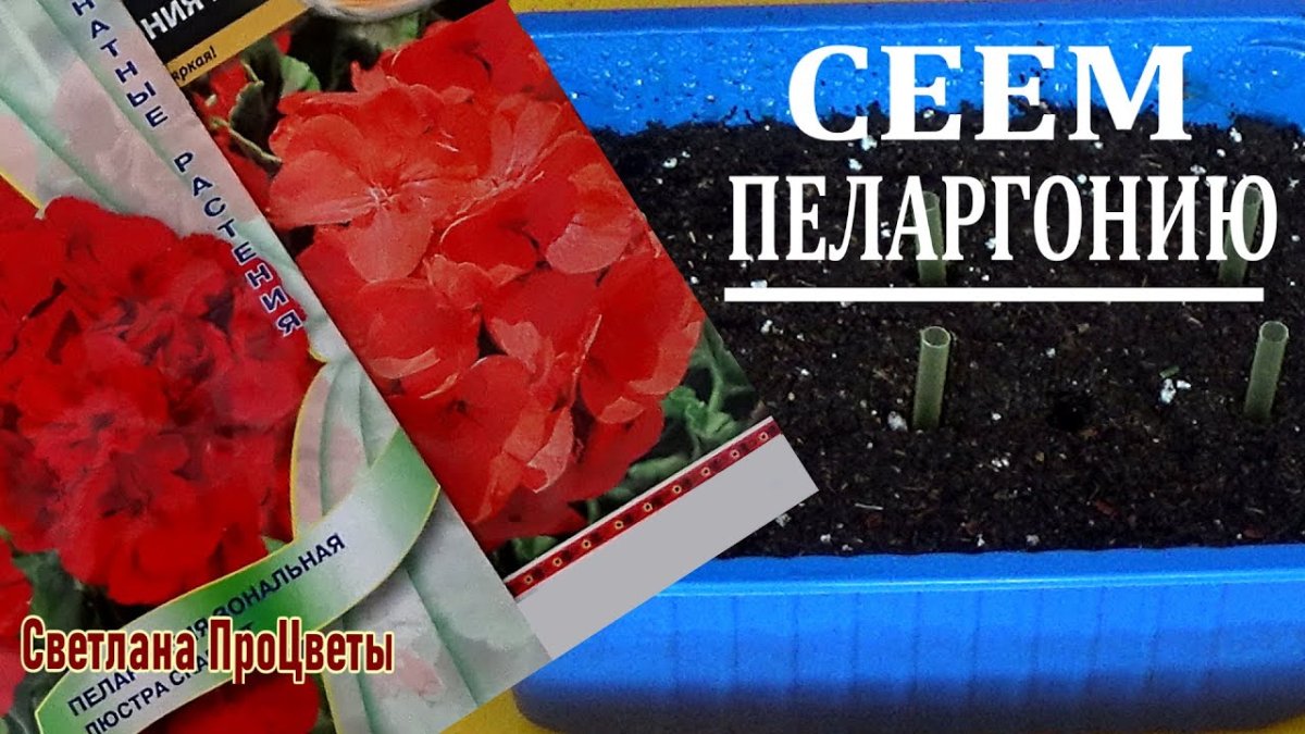 Пеларгония Pac Salmon Komtess