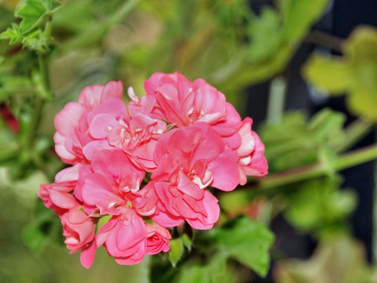 Герань Westdale Appleblossom