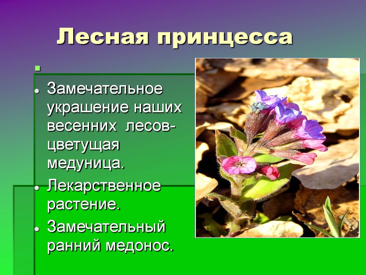 Медуница сахарная