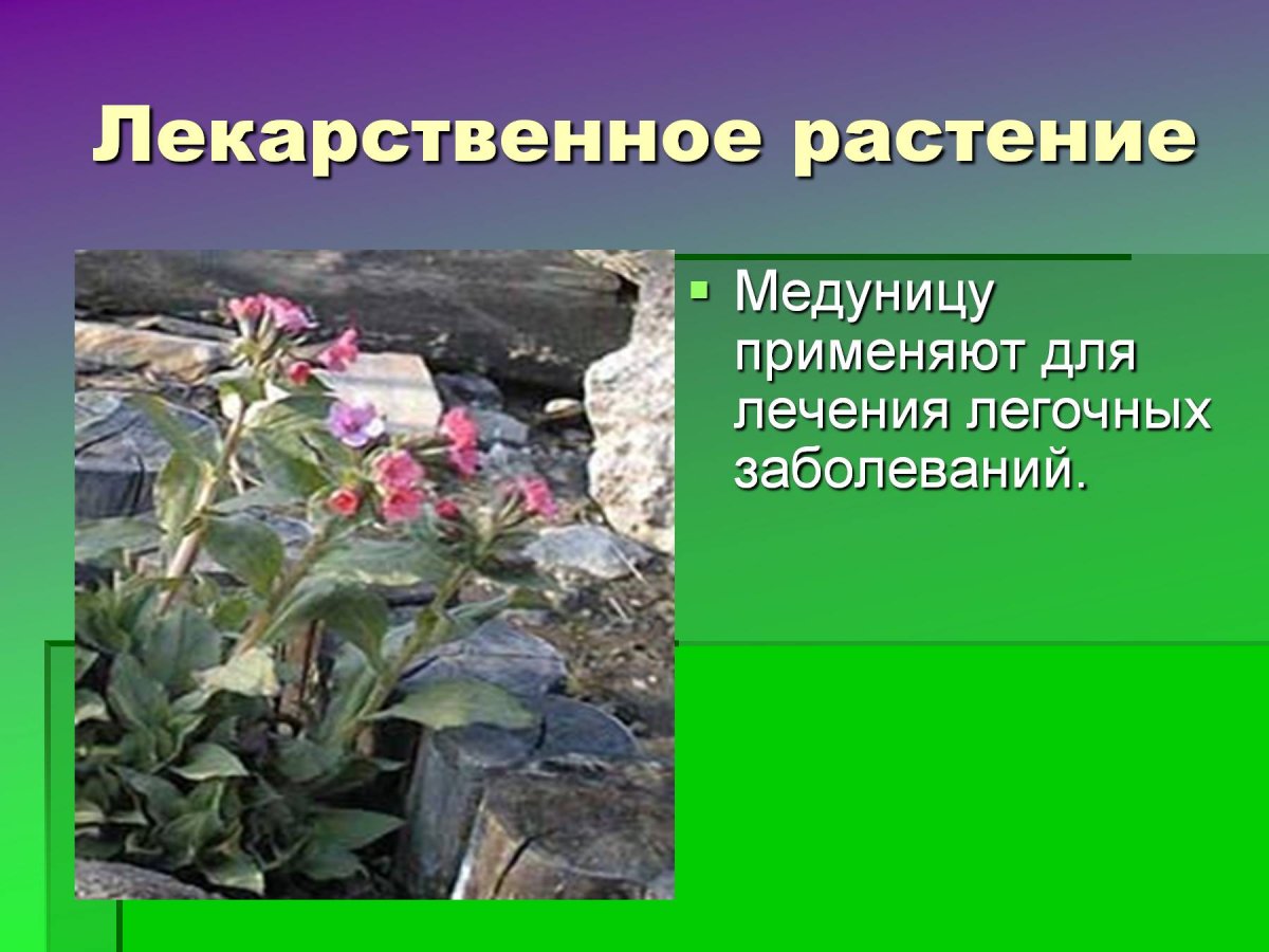 Медуница вариегатная