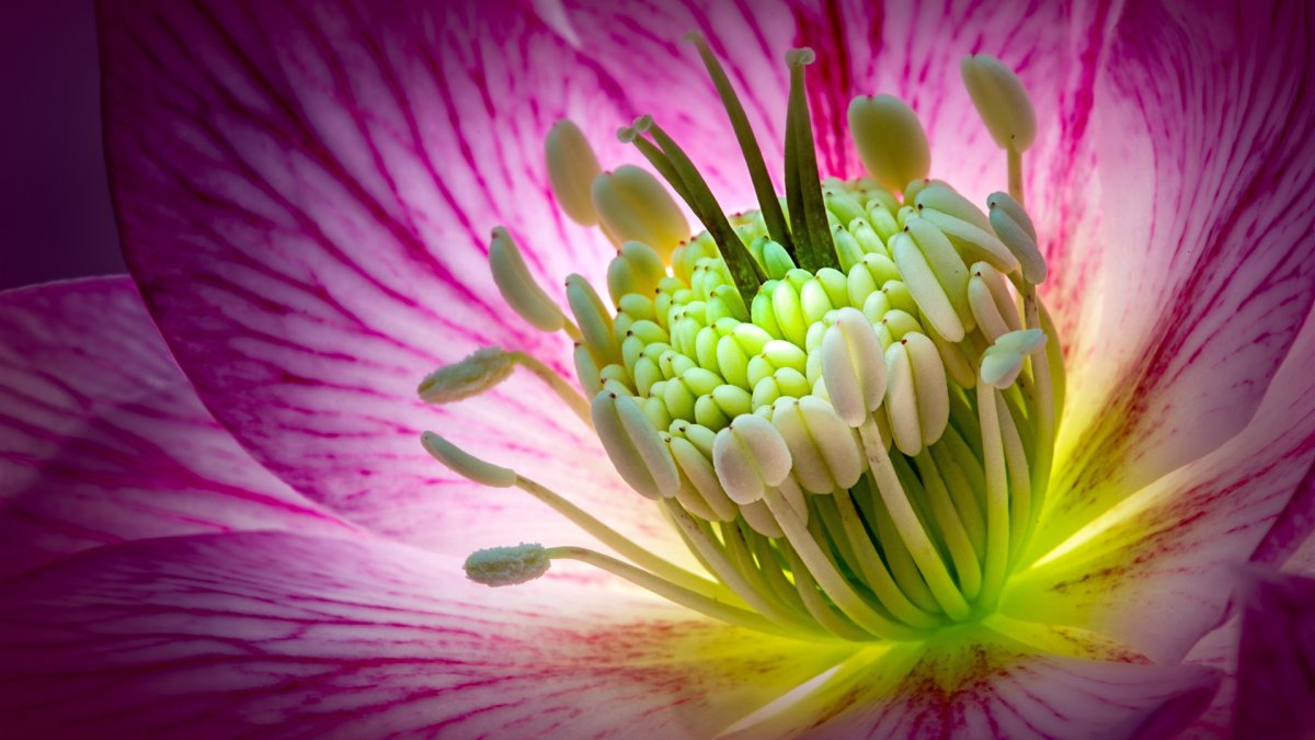 Alstroemeria ligtu