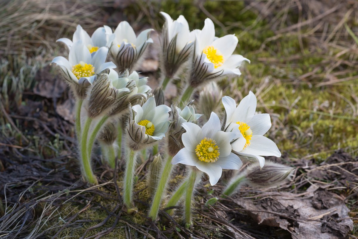 Прострел (Pulsatilla)