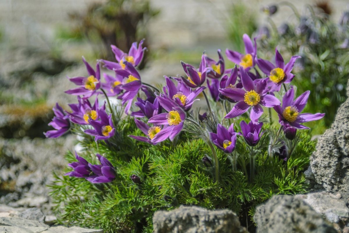 Прострел Альпийский (Pulsatilla Alpina)