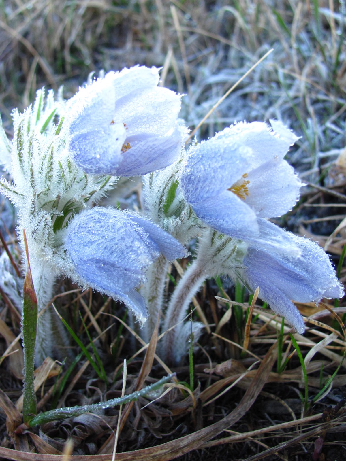 Pulsatilla kostyczewii