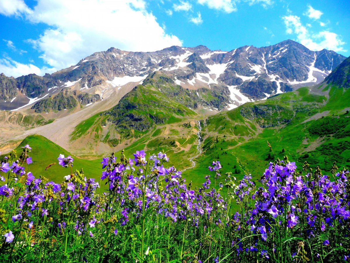 Альпийские цветы