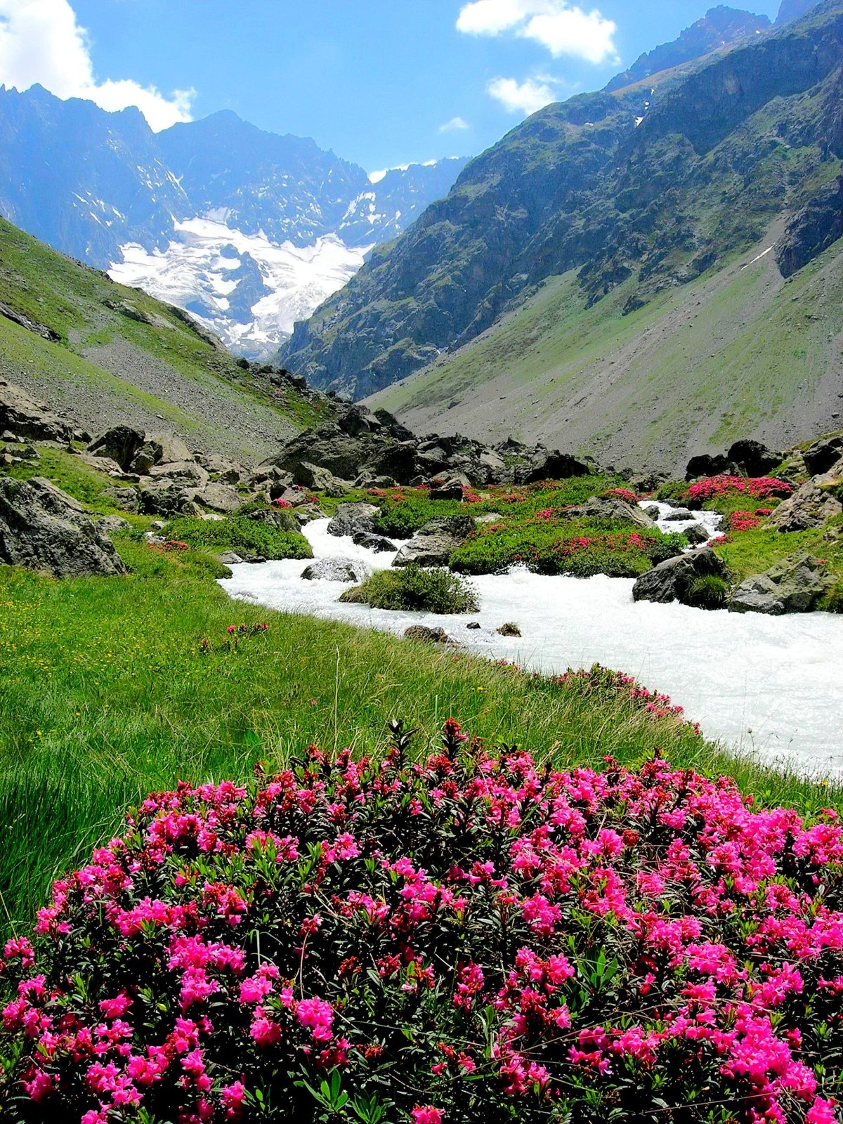 Рододендрон горный кавказский