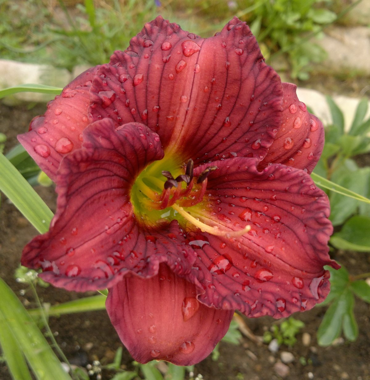 Лилейник Double Red