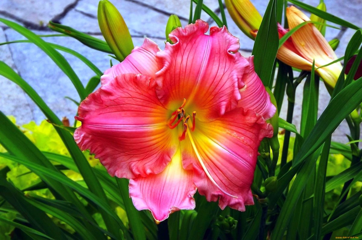 Лилейник Petal Pusher
