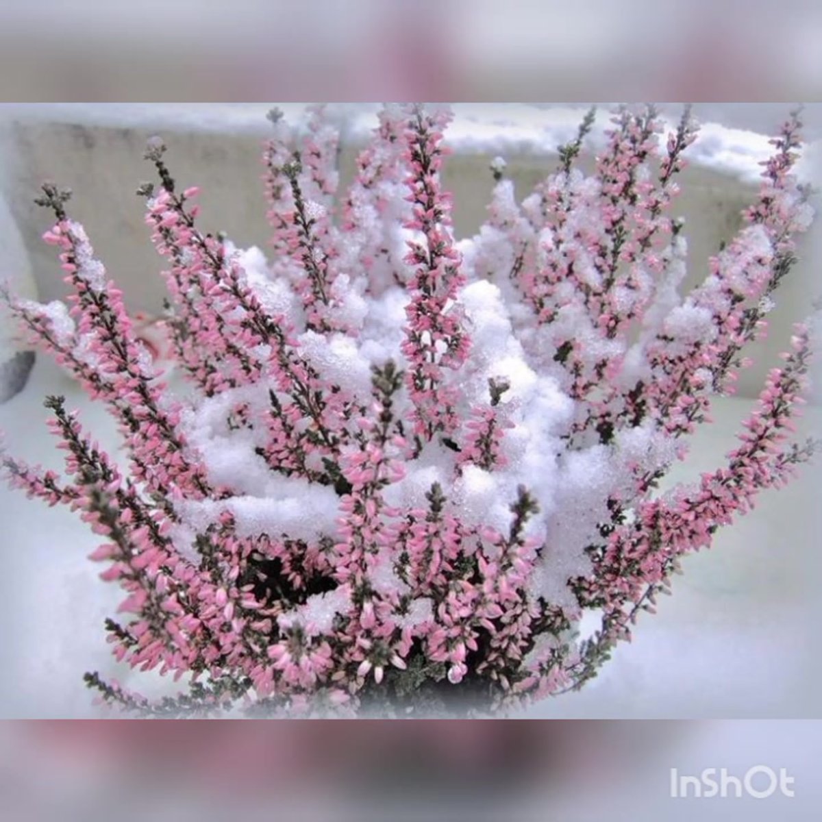 Вереск морозостойкий