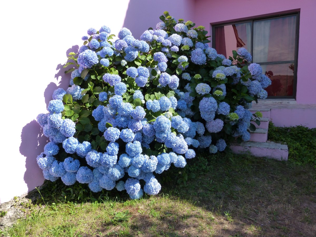 Гортензия метельчатая Panflora